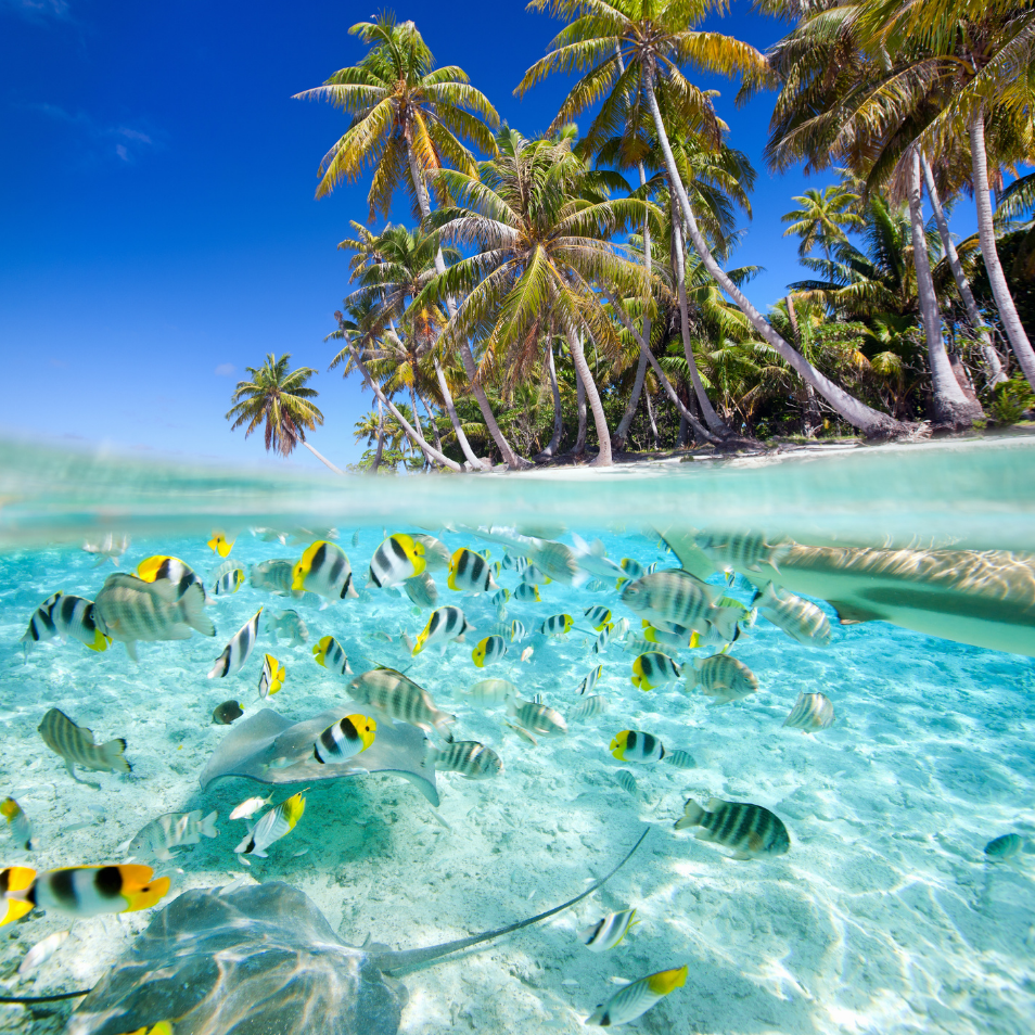 Tahiti vacations and paul gauguin cruise