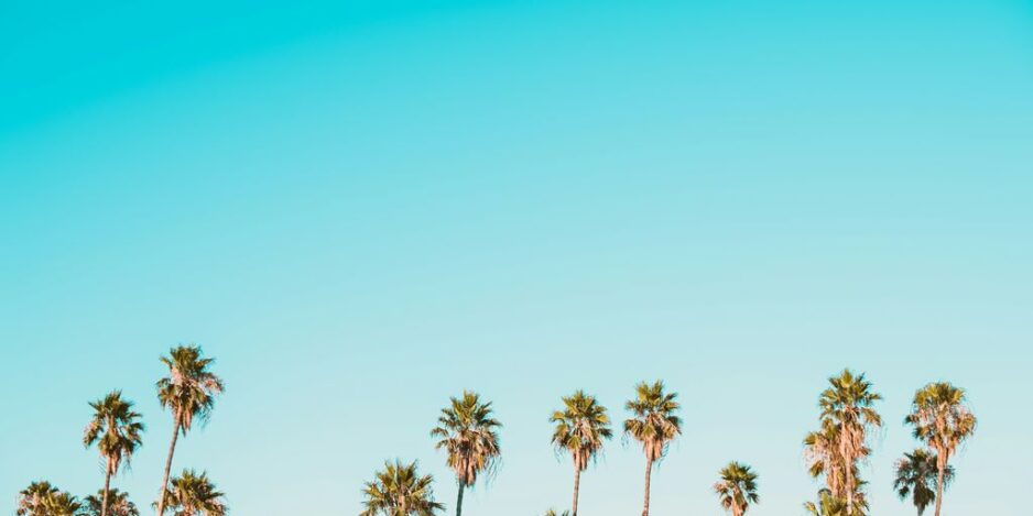 green-and-brown palm trees under clear blue sky
