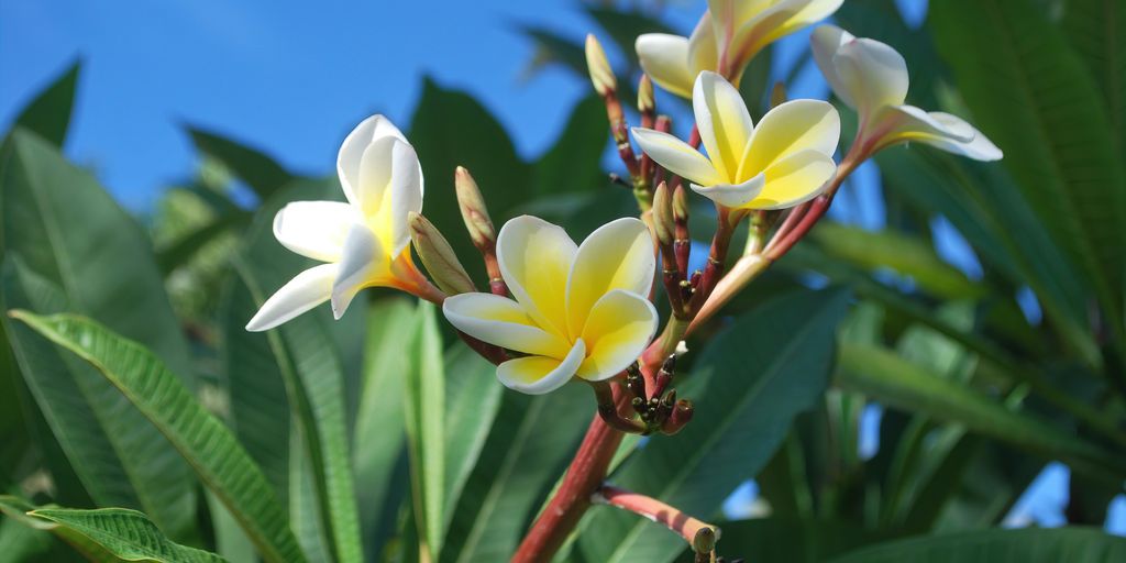 white and yellow flowers under blue sky during daytime